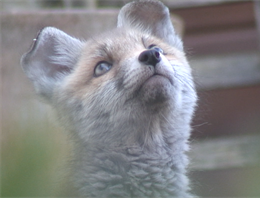 Fox in garden