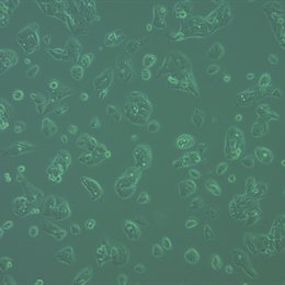 Hepatocytes-1