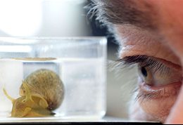 STRAND-CNS-ageing