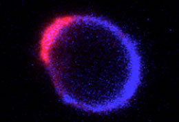 STRAND-inflamation-and-immunity