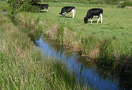 Stream next to field of cows