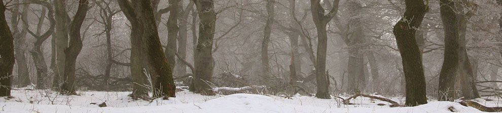 A wooded forest of thick-trunked trees in snow and mist.