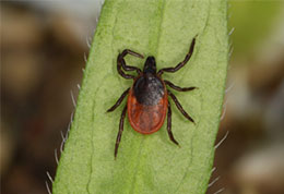 Deer tick