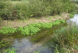 Watercress-farming