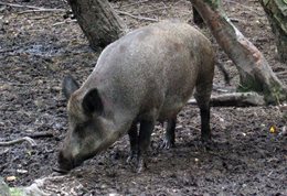 Wild-Boar-Wildwood-Kent