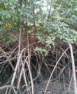 Isa-Kwabe-mangrove