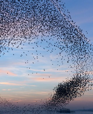 Murmuration of starlings over Brighton seafront by Christopher Stevens, University of Brighton