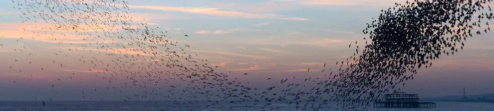 Murmuration of starlings over Brighton seafront (detail) by Christopher Stevens, University of Brighton