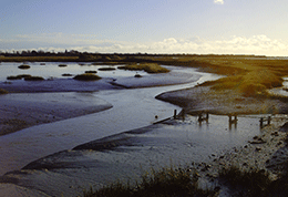 Pagham-harbour