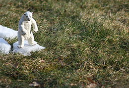 polar-bear
