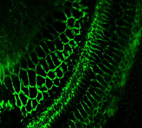 Illustration for Sensory Neuroscience Research and Enterprise Group