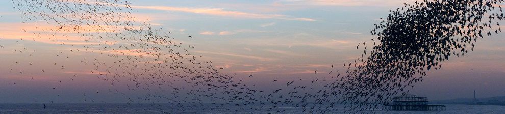 Murmuration of starlings over Brighton seafront (detail) by Christopher Stevens, University of Brighton