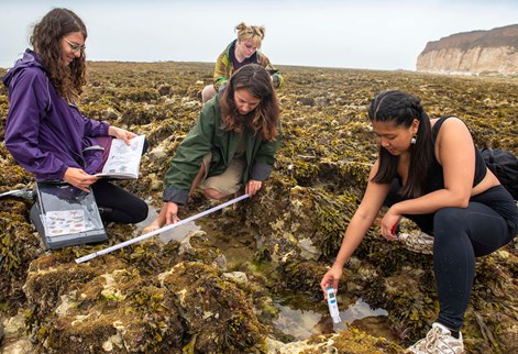 Students examining rock pools