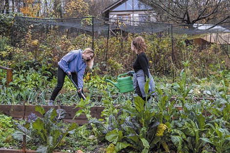 Student volunteers gardening