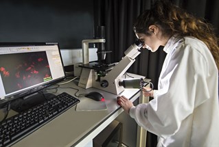 Researcher with electron microscope in biomedical science laboratories, Brighton, UK 