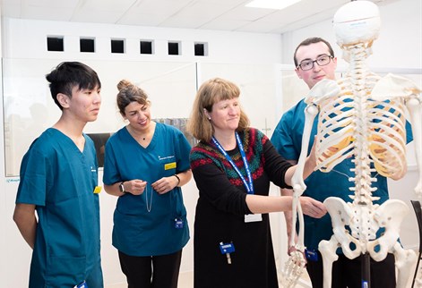 looking at the anatomy of a skeleton