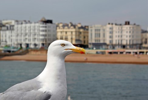 Seagull with the beach in the background