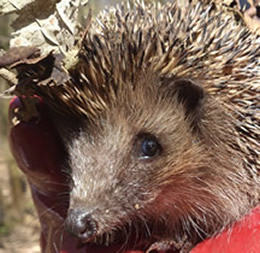 A rehabilitated radio-tagged hedgehog