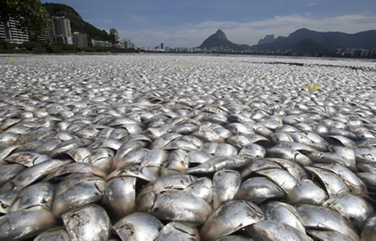 Rio de Janeiro's Rodrigo de Freitas lagoon © REUTERS/Sergio Moraes