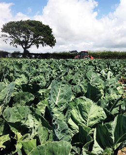 A field of cabbages