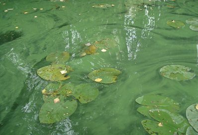 Blue green algae