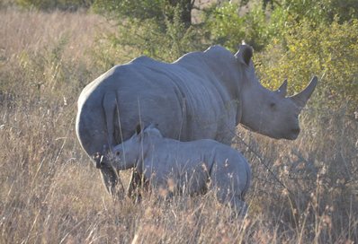 Rhinos in South Africa