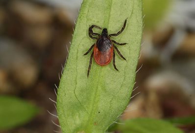 European wood tick