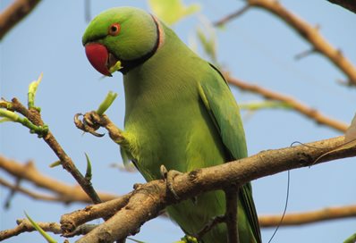 Rose-ringed Parakeet