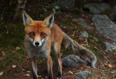 Fox photo by Jiri Sifalda on Unsplash