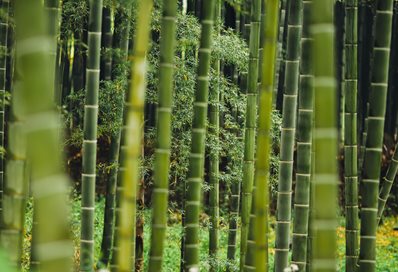 Bamboo - Photo by Alex Keda on Unsplash