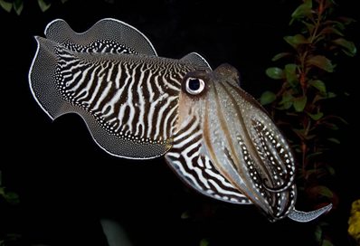 Cuttlefish