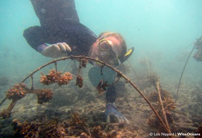 Lois Nippard snorkelling