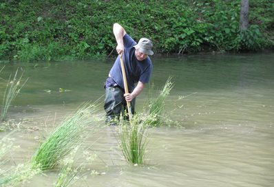 Professor Joyce  moving wetland plants in Indian, USA