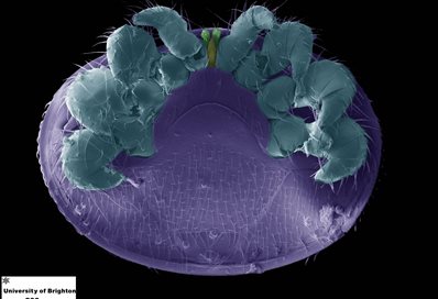 The underbelly of Varroa destructor
