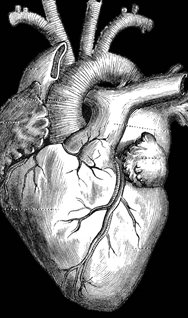 Drawing of the heart