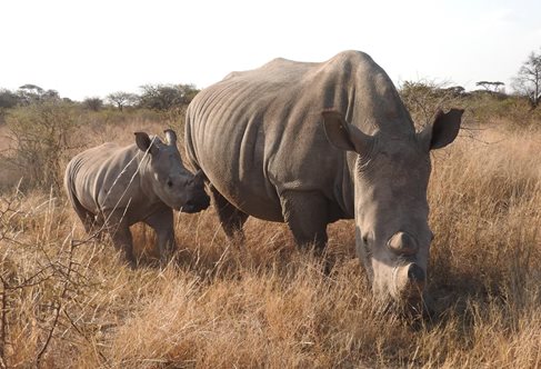 Mother Rhino and calf
