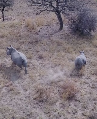 Rhinos fleeing drones from PhD project by Samuel Penney