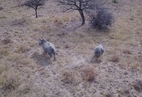 Rhinos fleeing drones