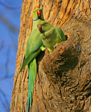 Ring-necked Parakeet