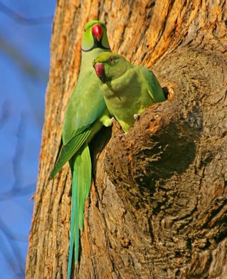 Ringnecked Parakeet