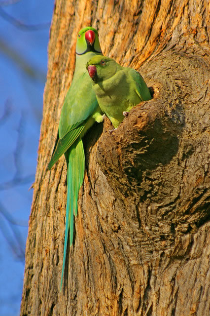 Ring-necked parakeet