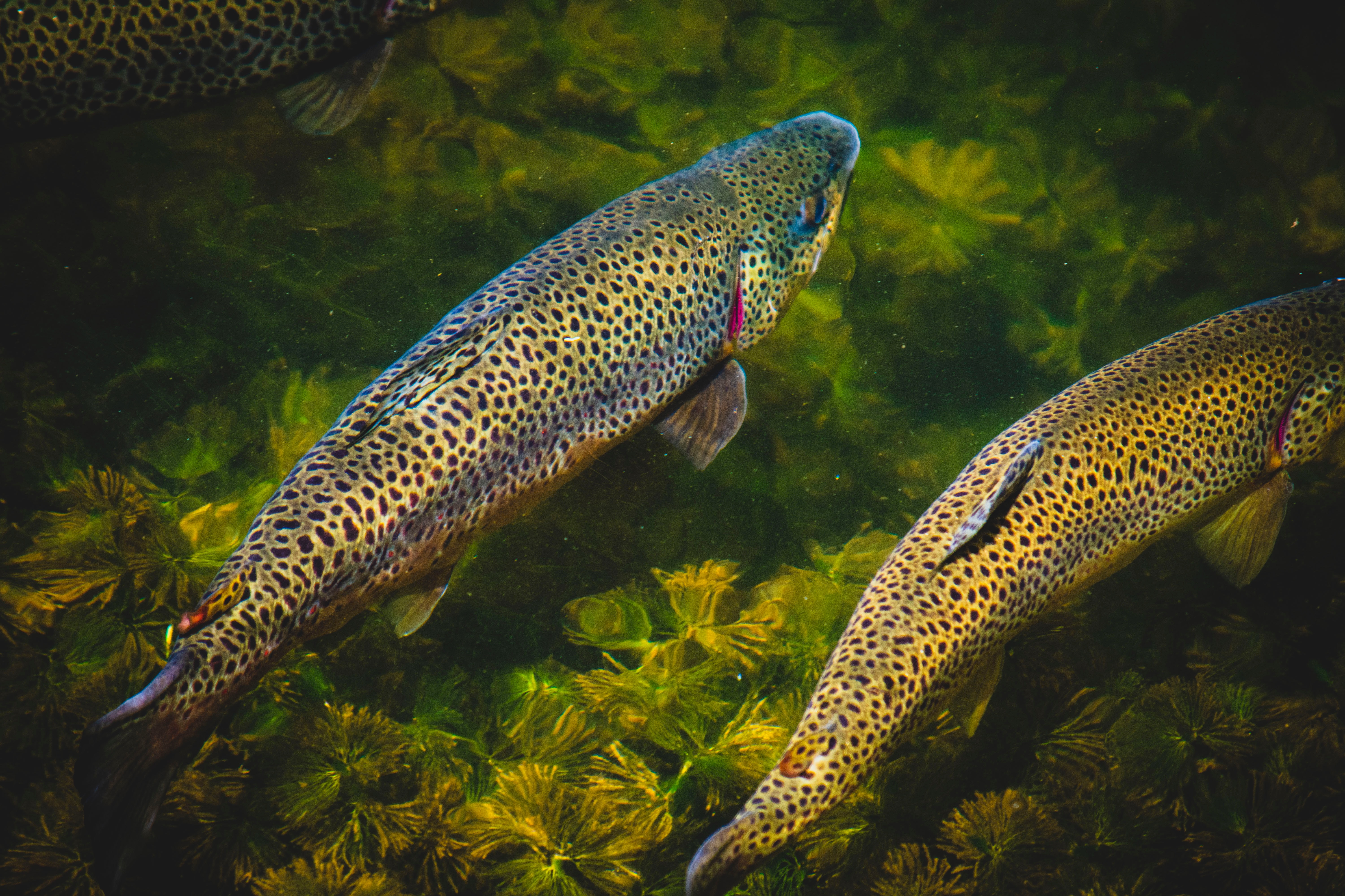 Trout photo by Jon Sailer on Unsplash