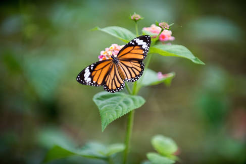 Butterfly