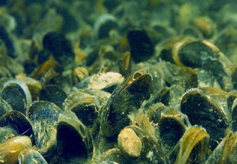 Mussels