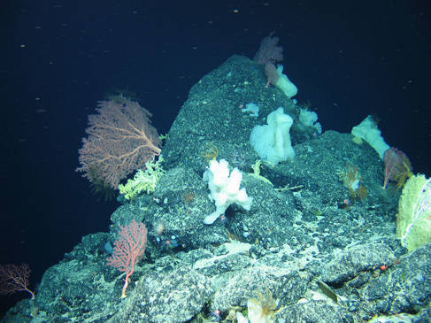 Biodiversity 1850 metres below the surface