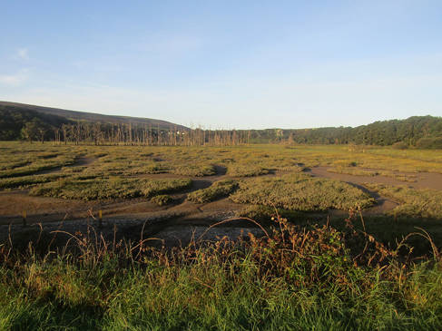 Saltmarsh