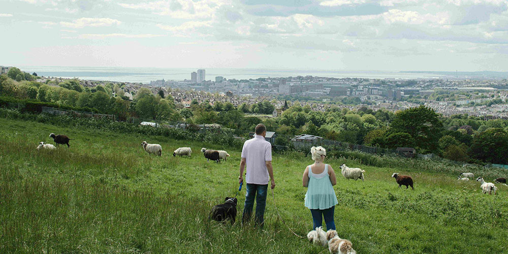 Couple walking through a field of sheep on the Downs.