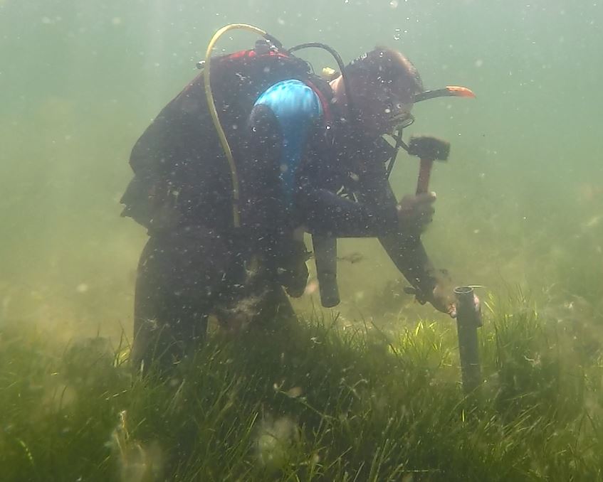 Diver studying seagrass pic