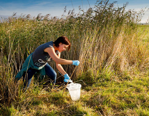Dr Inga Zeisset from the University of Brighton taking pond samples in the field