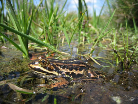 Northern pool frog - image by Jim Foster for Amphibian and Reptile Conservation